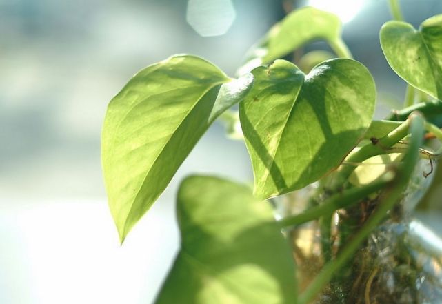 如何正確的在辦公桌擺放風(fēng)水植物